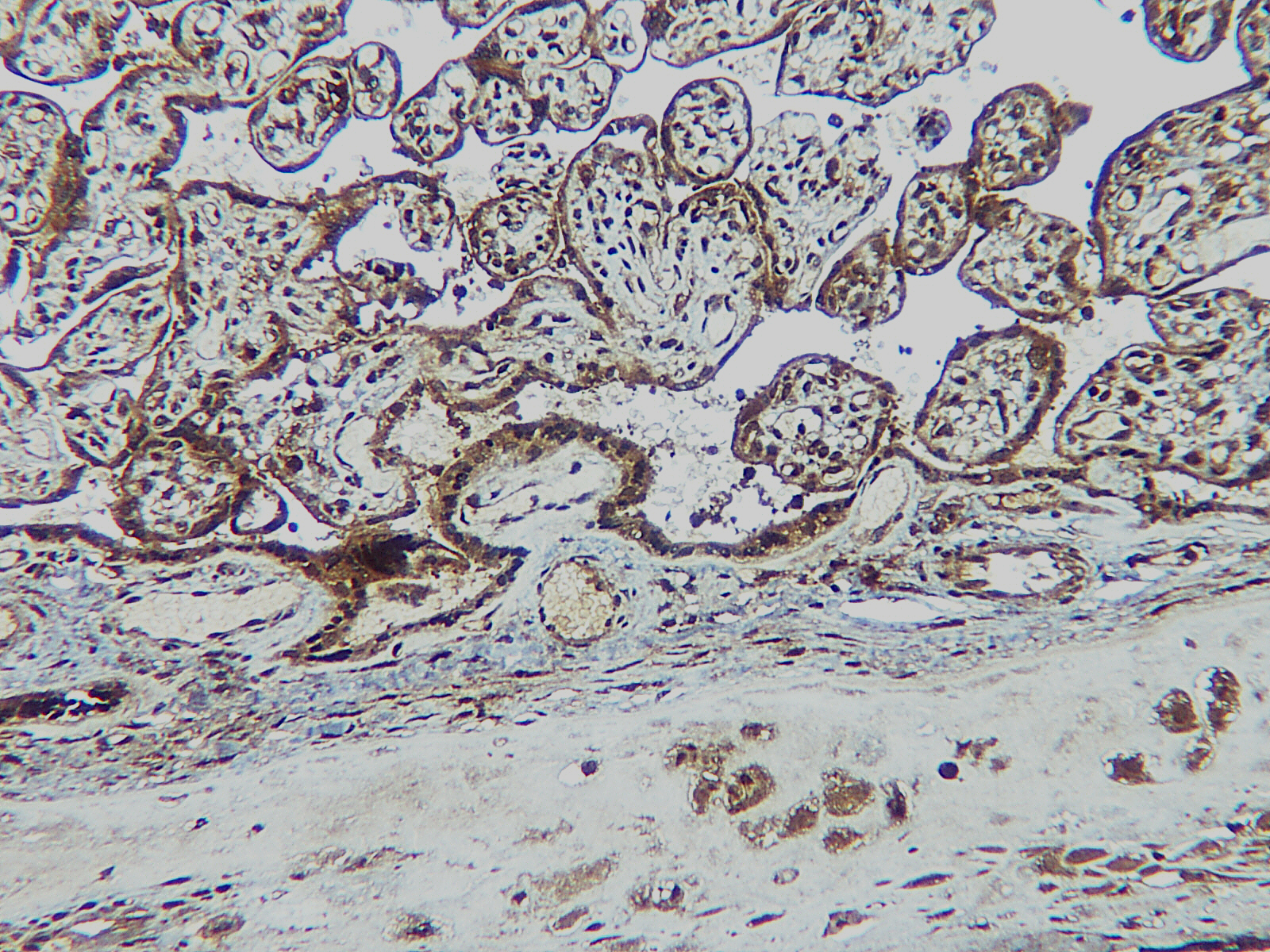 TNFSF14 Antibody