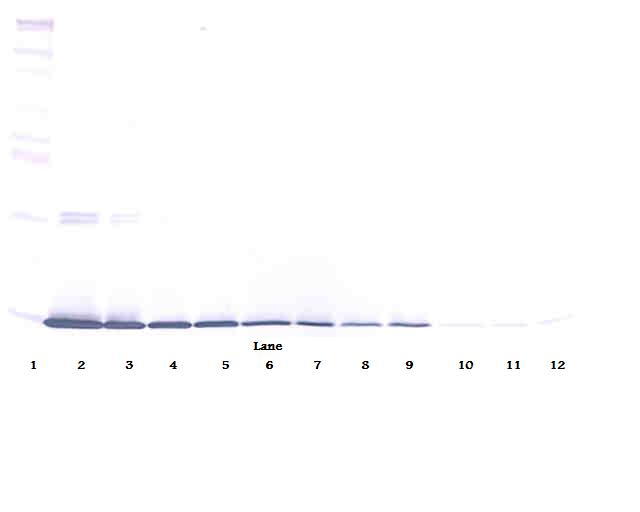 Lep Antibody (Biotin)