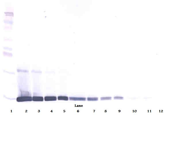 Lep Antibody (Biotin)