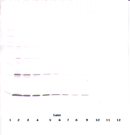 rpoH Antibody