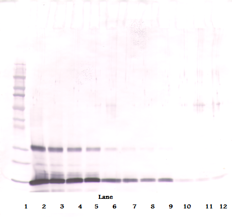 rpoH Antibody