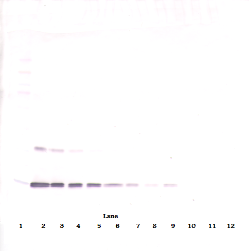 Leptin Antibody