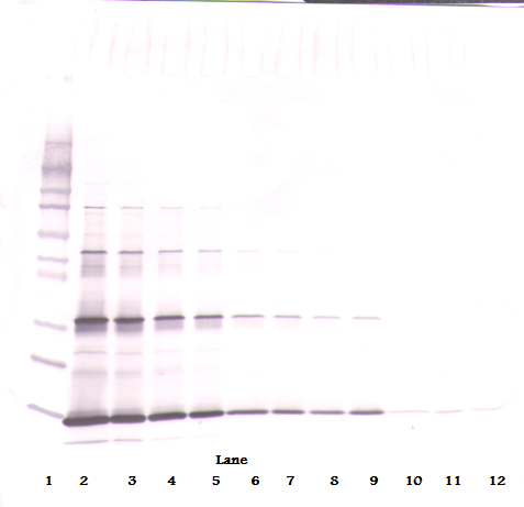 rpoH Antibody