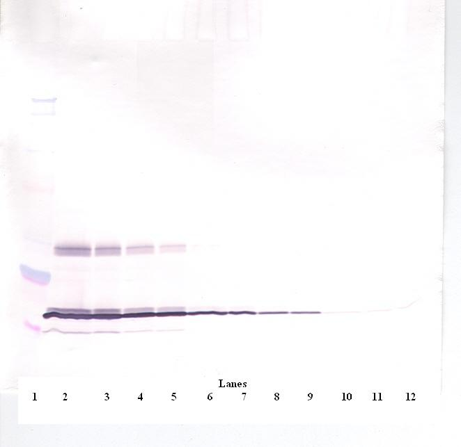 Lep Antibody