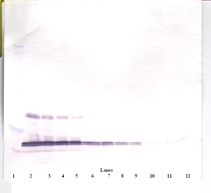 Lep Antibody