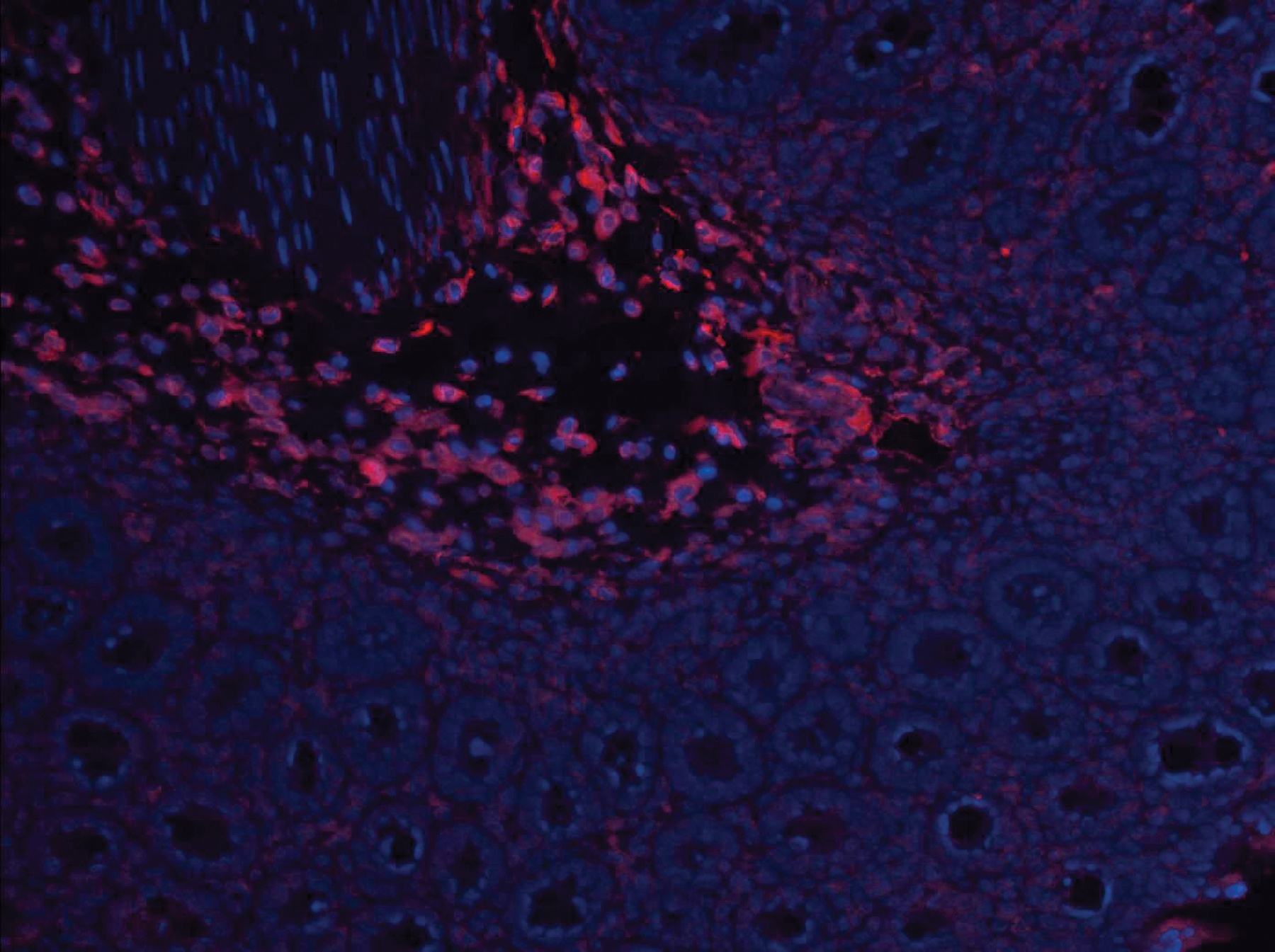 Lep Antibody