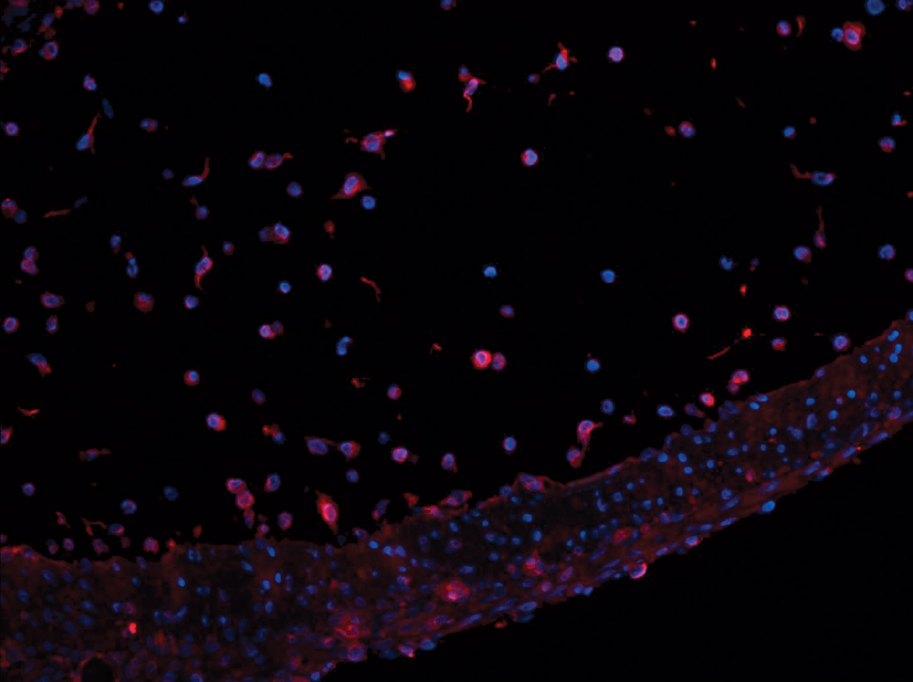Lep Antibody