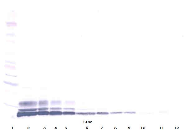 CCL3L1 Antibody (Biotin)
