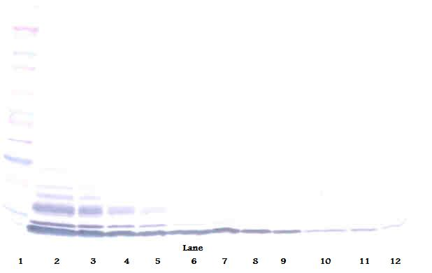 CCL3L1 Antibody