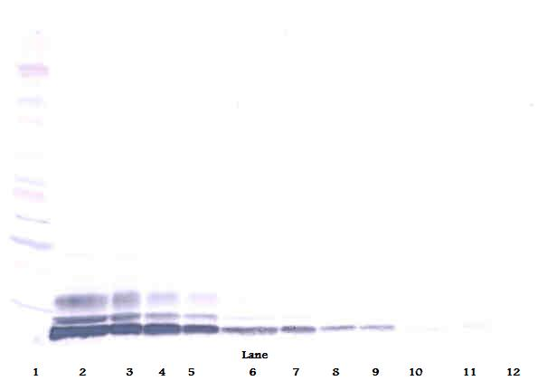 CCL3L1 Antibody