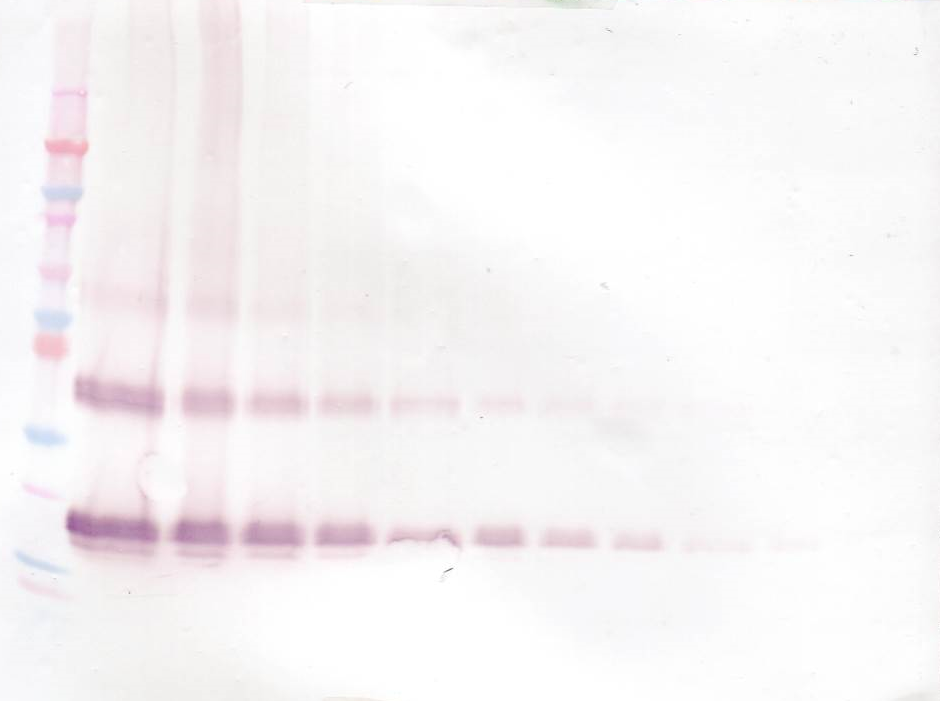 FGF7 Antibody