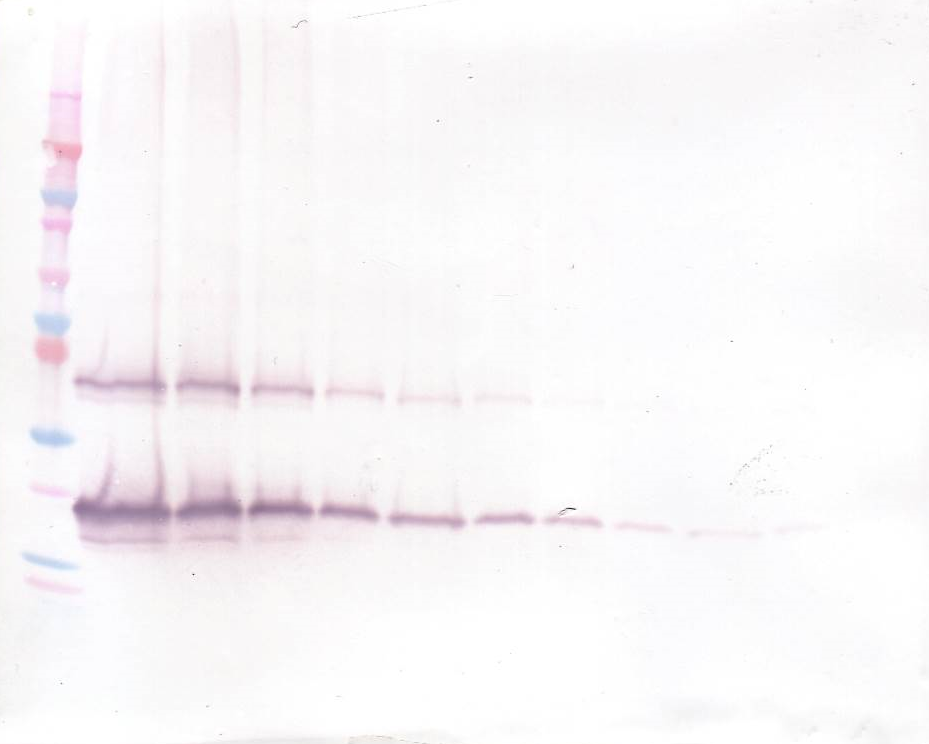 FGF7 Antibody