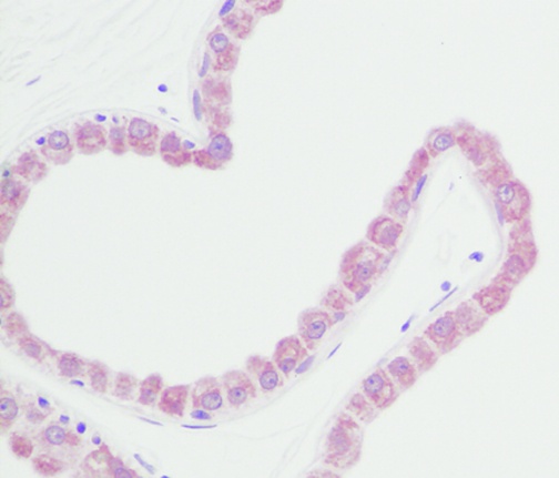 FGF7 Antibody