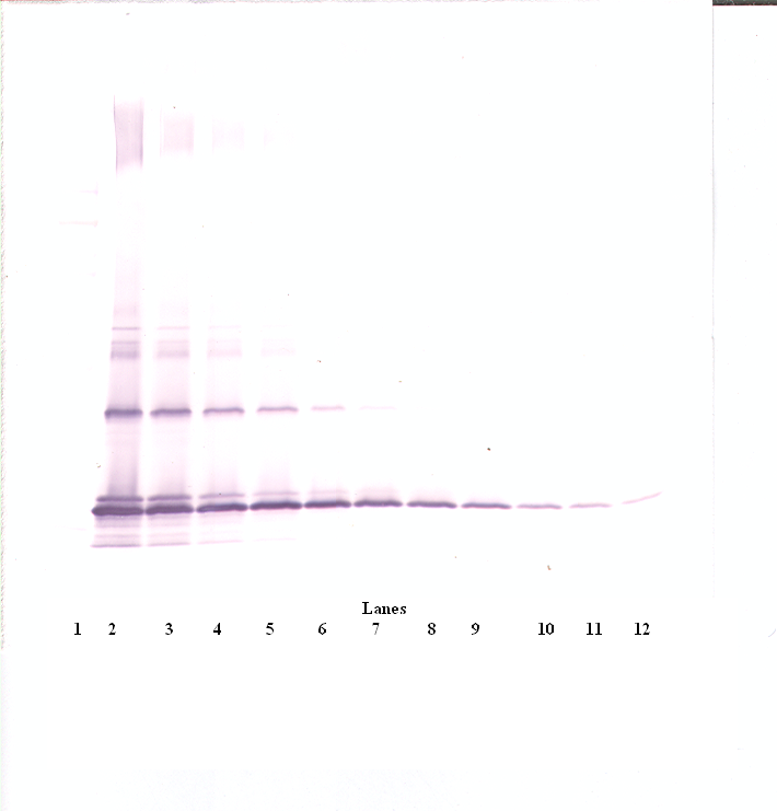 Ccl2 Antibody