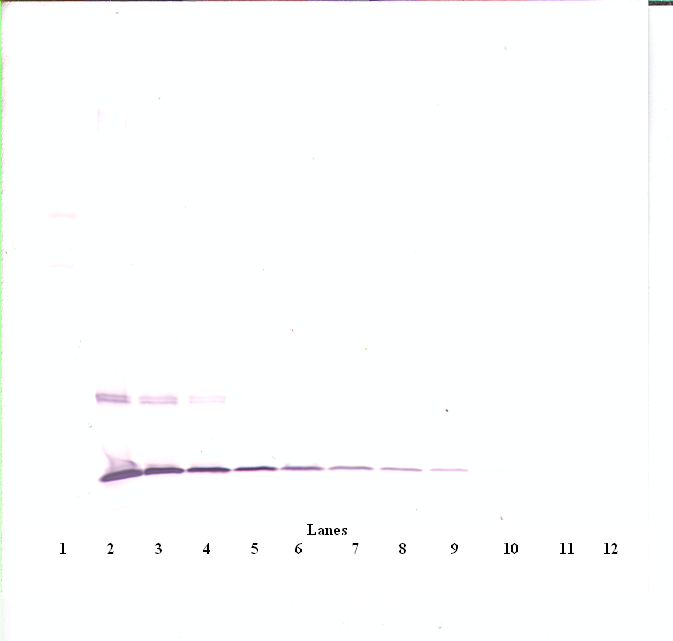 Ccl2 Antibody