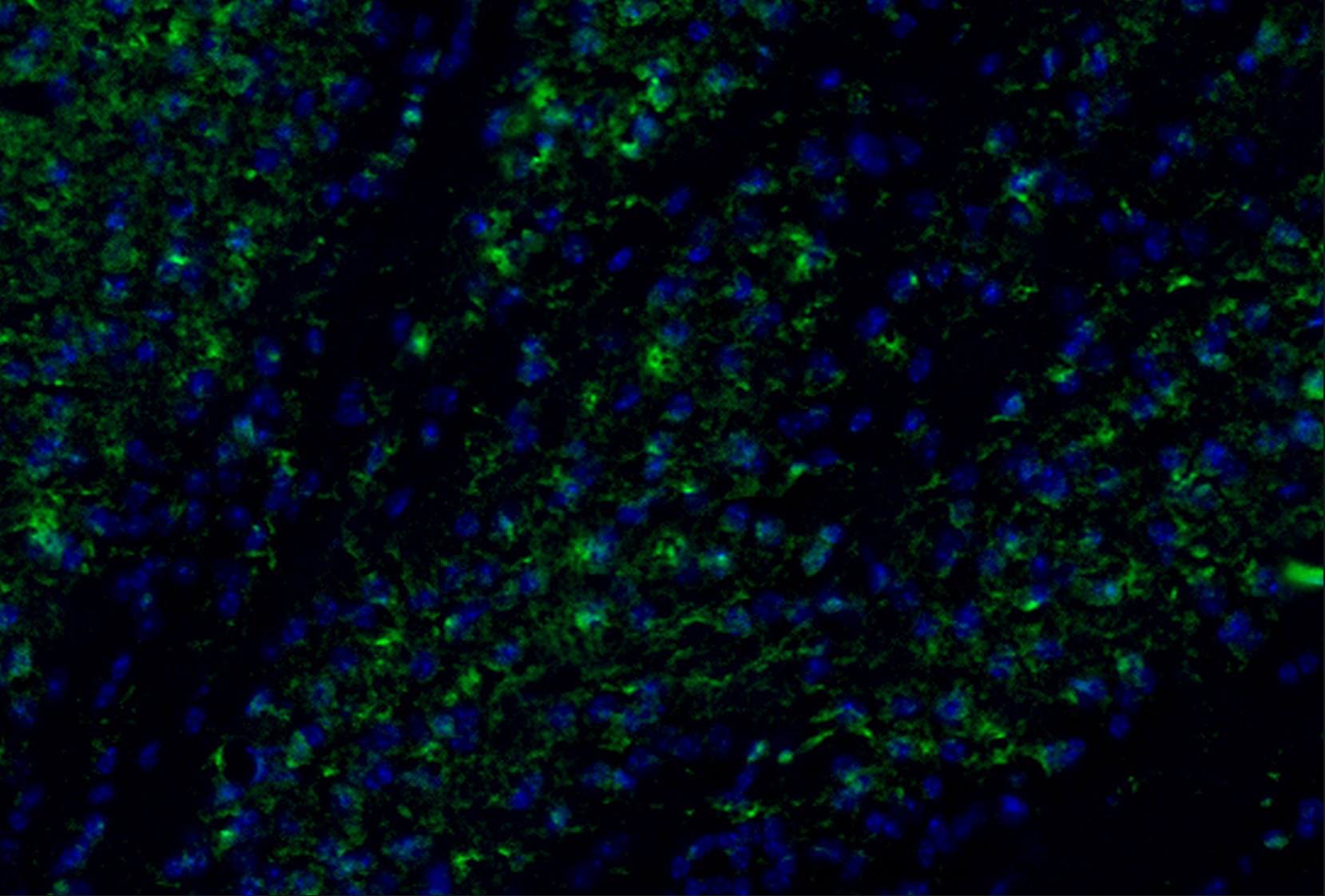 Ccl2 Antibody