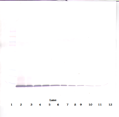 IP-10 Antibody