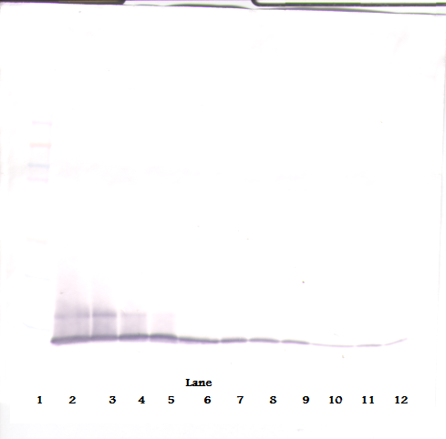 IP-10 Antibody