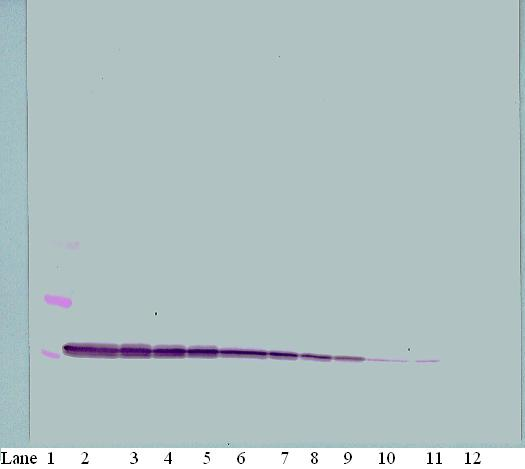 IP-10 Antibody