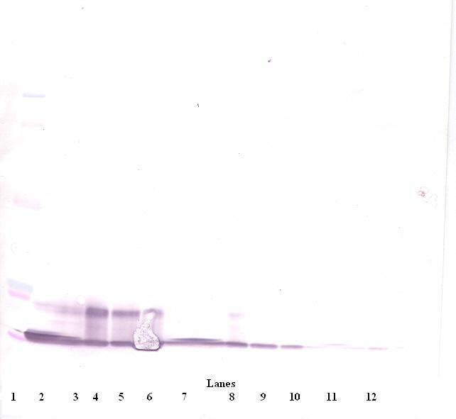 IP-10 Antibody