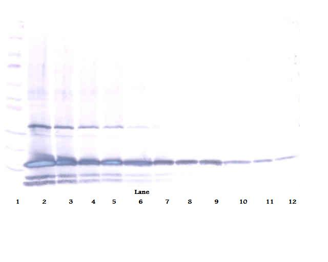 IL25 Antibody (Biotin)