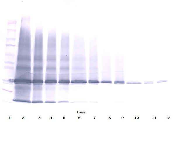 IL25 Antibody