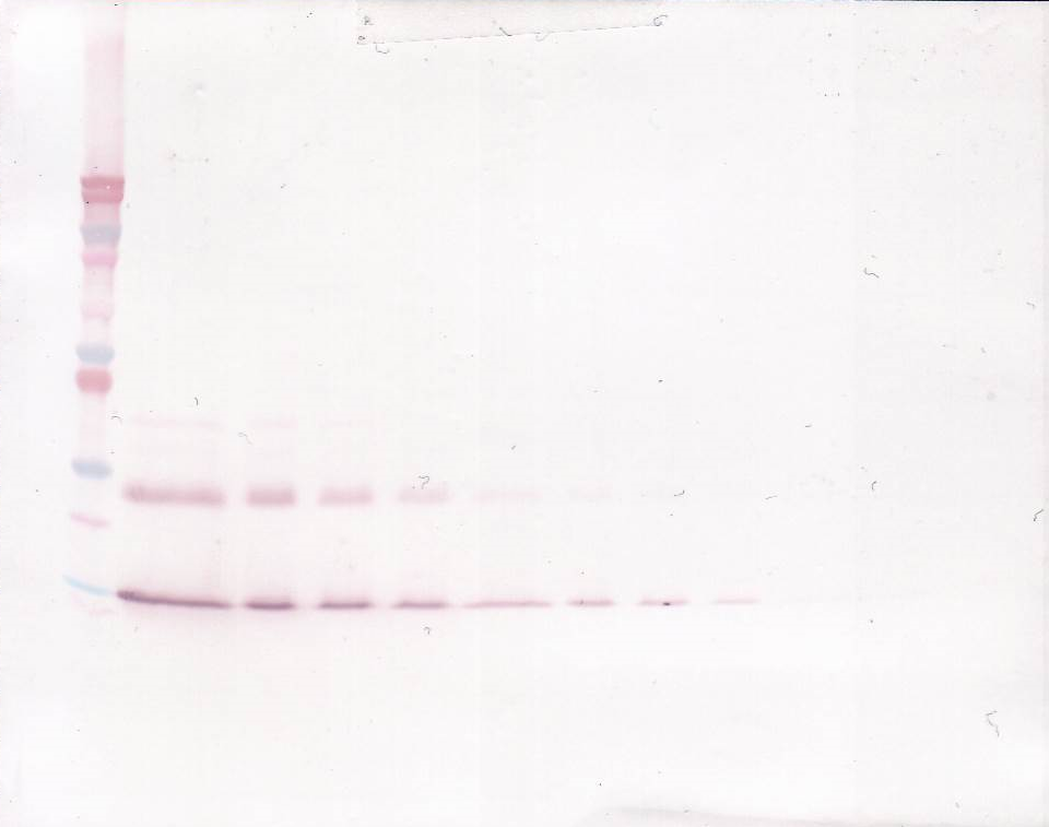 Il9 Antibody (Biotin)