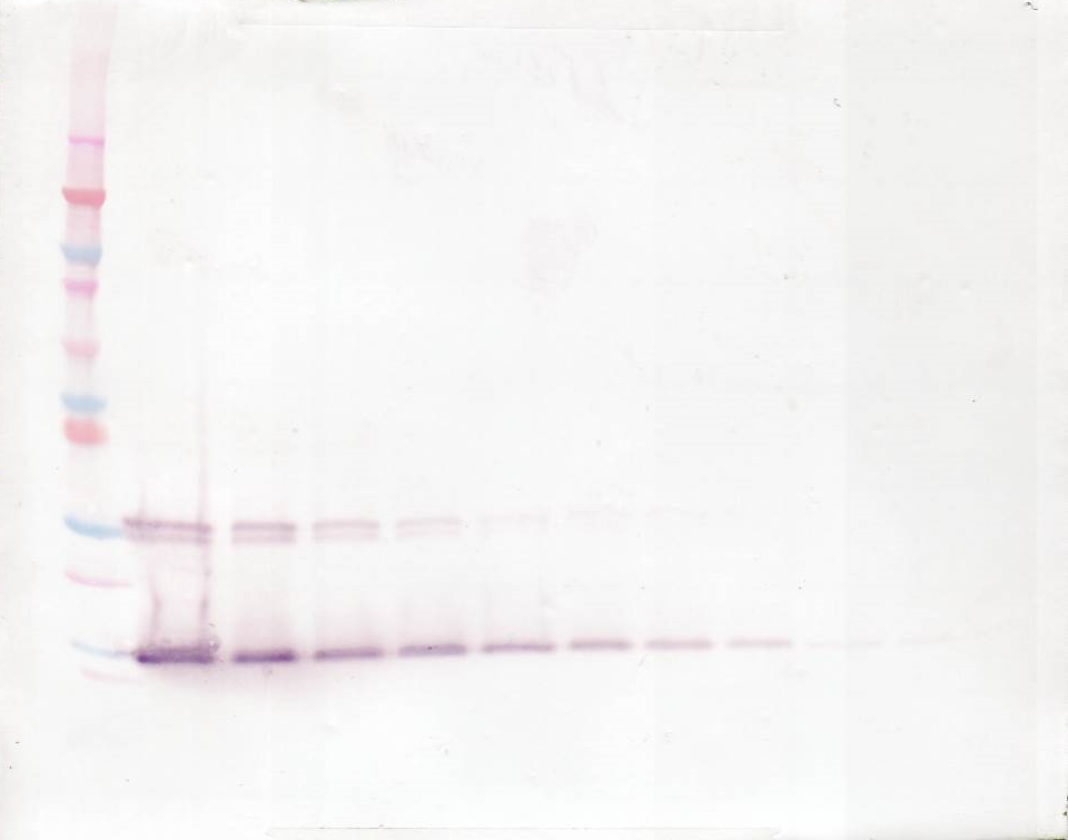 IL-9 Antibody