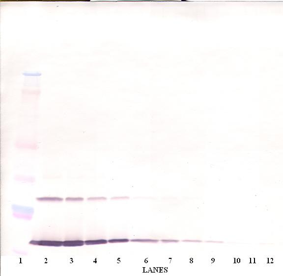 IL-9 Antibody