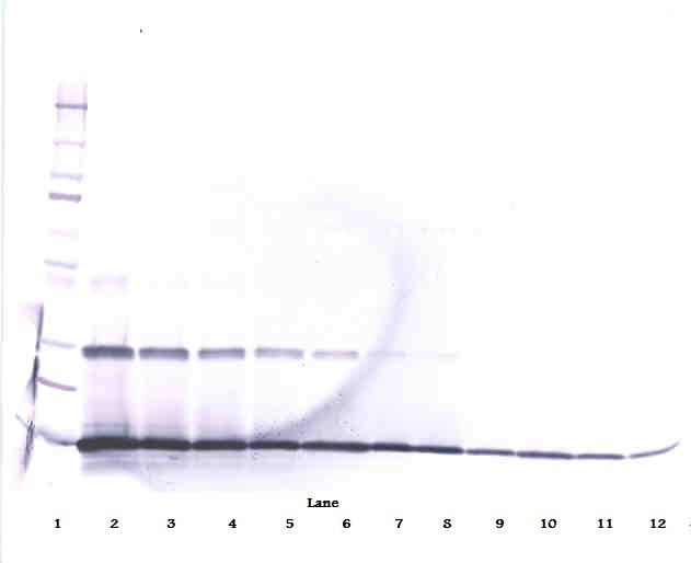 IL-9 Antibody