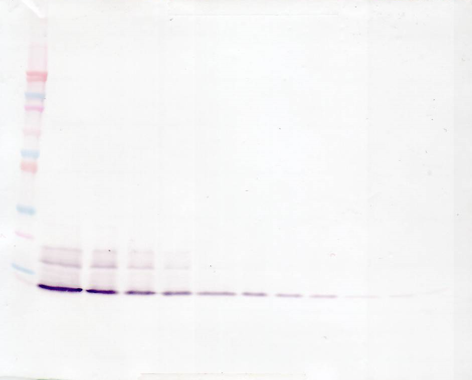 IL8 Antibody (Biotin)