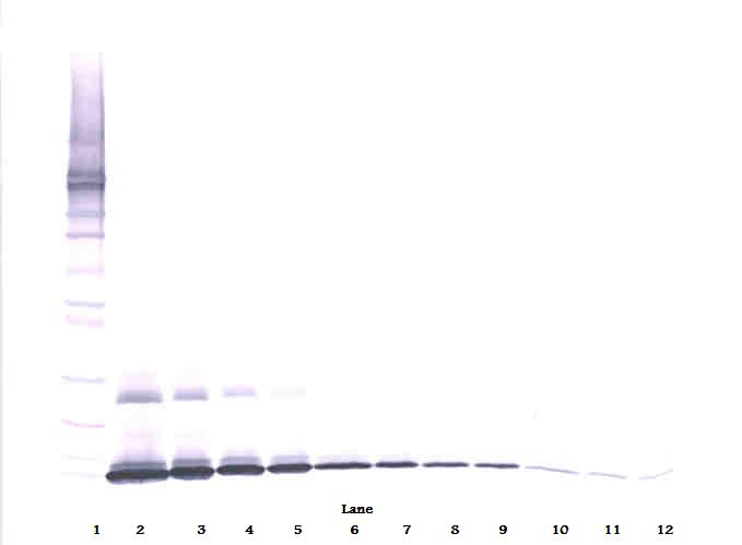 Il7 Antibody (Biotin)