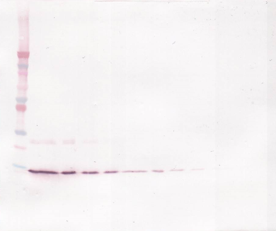IL-4 Antibody
