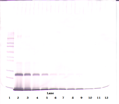 IL-4 Antibody