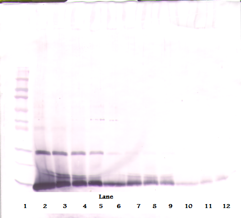 IL-4 Antibody