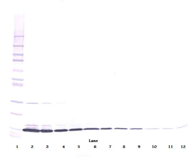Il3 Antibody