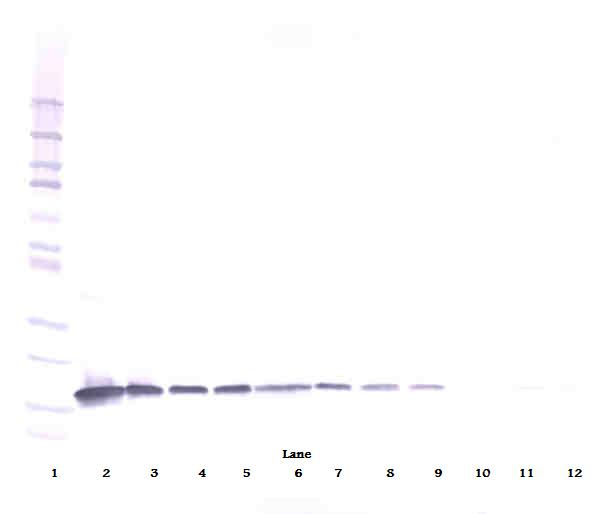 Il3 Antibody