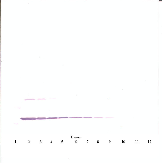 IL3 Antibody