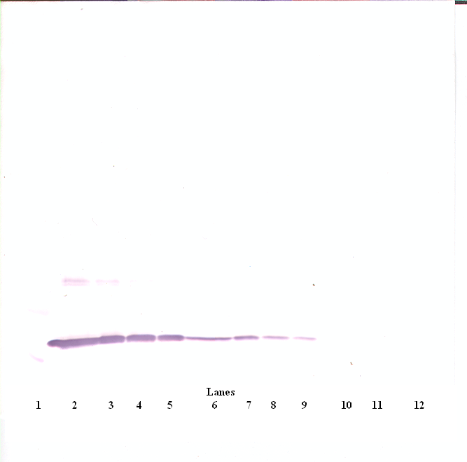 IL3 Antibody