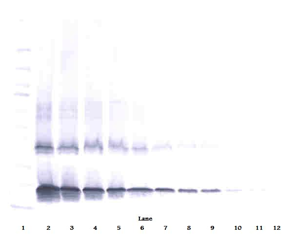 IL-2 Antibody