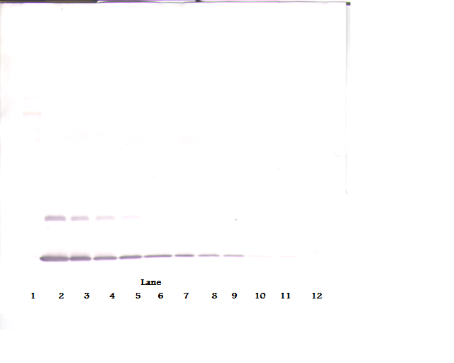 IL2 Antibody (Biotin)