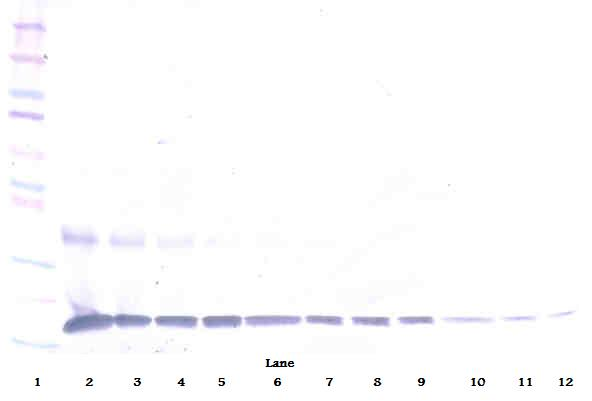 IL-1a Antibody