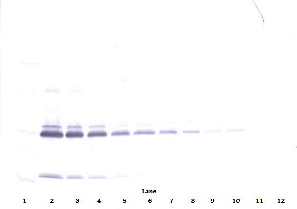 IL17A Antibody