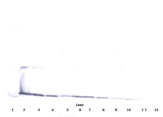 IL17A Antibody