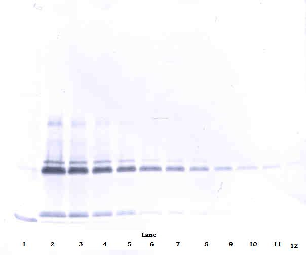 IL17A Antibody