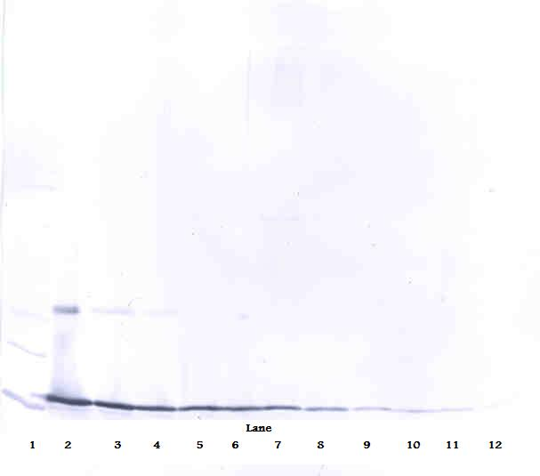 IL17A Antibody