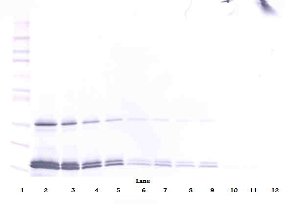 IL-16 Antibody
