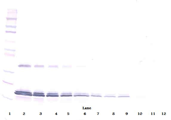IL-16 Antibody