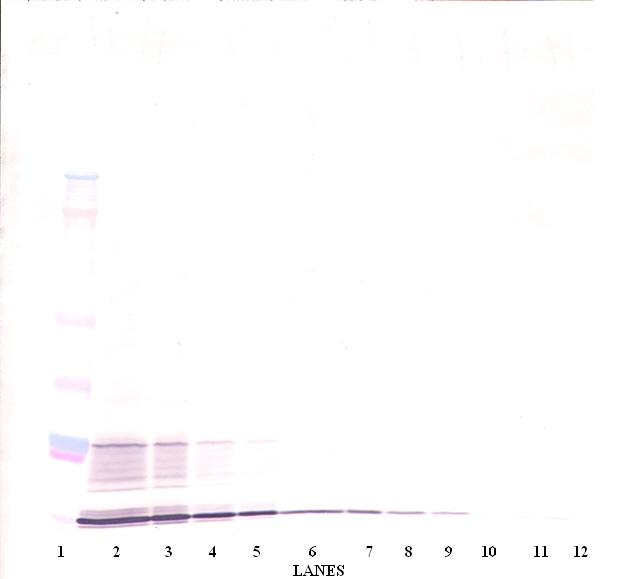 IL-15 Antibody