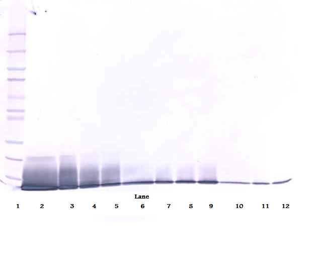 Il13 Antibody
